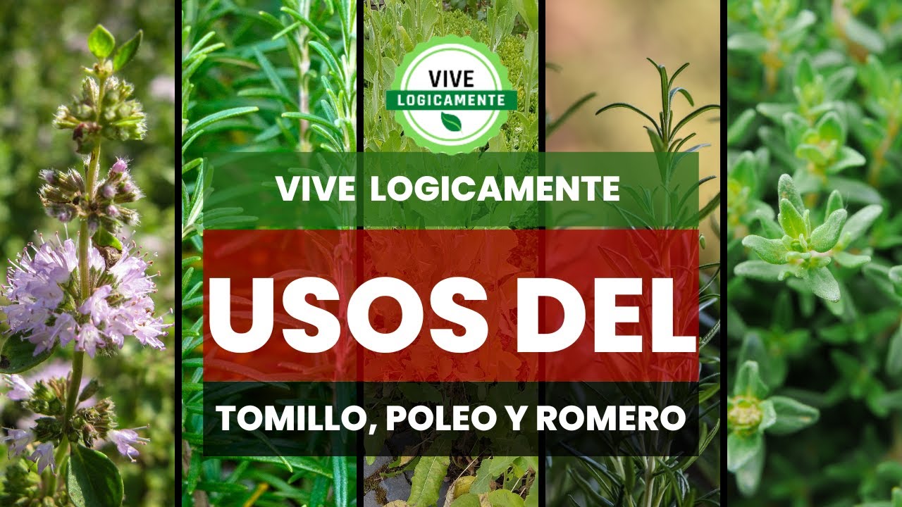 Descubre: Usos del Romero, Poleo y Tomillo #vivelogicamente