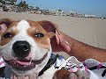 Staffordshire Bull Terrier - ALOHA-