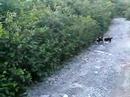 pups3
