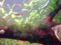 aquario plantado 200 litros 
