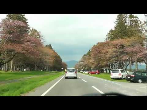 直線距離約7km！二十間道路桜並木を走ってみた - 新ひだか町
