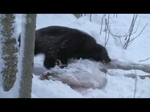 животное росомаха