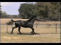 Zepplin www.purelusitanos.com Zepplin www.purelusitanos.com