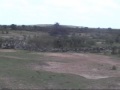 Serengeti lamai wedge.wmv