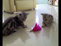 2 munchkin kitties