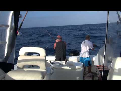 how to bleed yellowtail