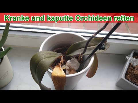 Kranke und kaputte Orchideen retten (Anleitung / Blt ...