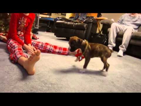 HUKANAWA - On Christmas morning, mommy and daddy surprise daughter with 7 week old Boxer puppy.