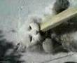 Tomy