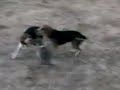 Fastest Dogs At The Dog Park