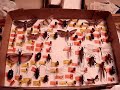 LA Bug Fair \ LA Bug Fair \