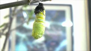 EL RINCÓN DE MIS MUSAS