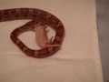 Snuggles having a feast Snuggles having a feast