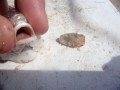 Video: Cymothoa exigua, der Zungen fressenden Krebs (YouTube)