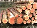Forstnachrichten Wisentreservat Mecklenburg-Vorpommern