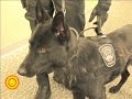  Lowell Sun Police dog K-9 Chelsmford Axel German shepherd Czech Republic