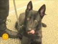 Meet Exel: A new Chelmsford Police K-9
