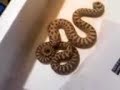 Western hognose pair of juveniles (Heterodon nasicus) Western hognose pair of juveniles (Heterodon nasicus)