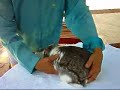 Rabbit Handling: How to PLACE DOWN a bunny rabbit Rabbit Handling: How to PLACE DOWN a bunny rabbit