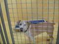 Stop Illegal Dog Fighting