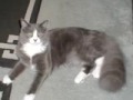 MEOW