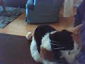 funny cat pt 1