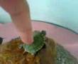 kraizy - Our class pet Flap
