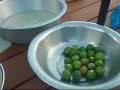 Fijian food kokoda at Surf & Dive Rendezvous