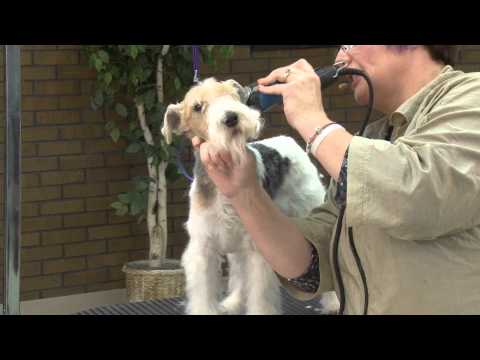 Grooming the Pet Wire Fox Terrier with Lisa Leady