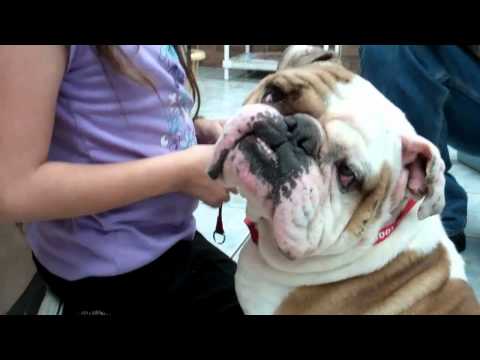 SUMO needs a wonderful home!