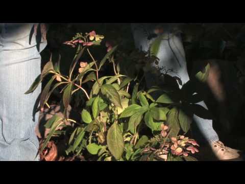 how to replant cut hydrangeas