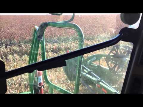 how to harvest milo