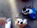 The 3 lilkinz birds (the 3 little pigs)