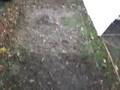 chicken tractor wrecks lawn