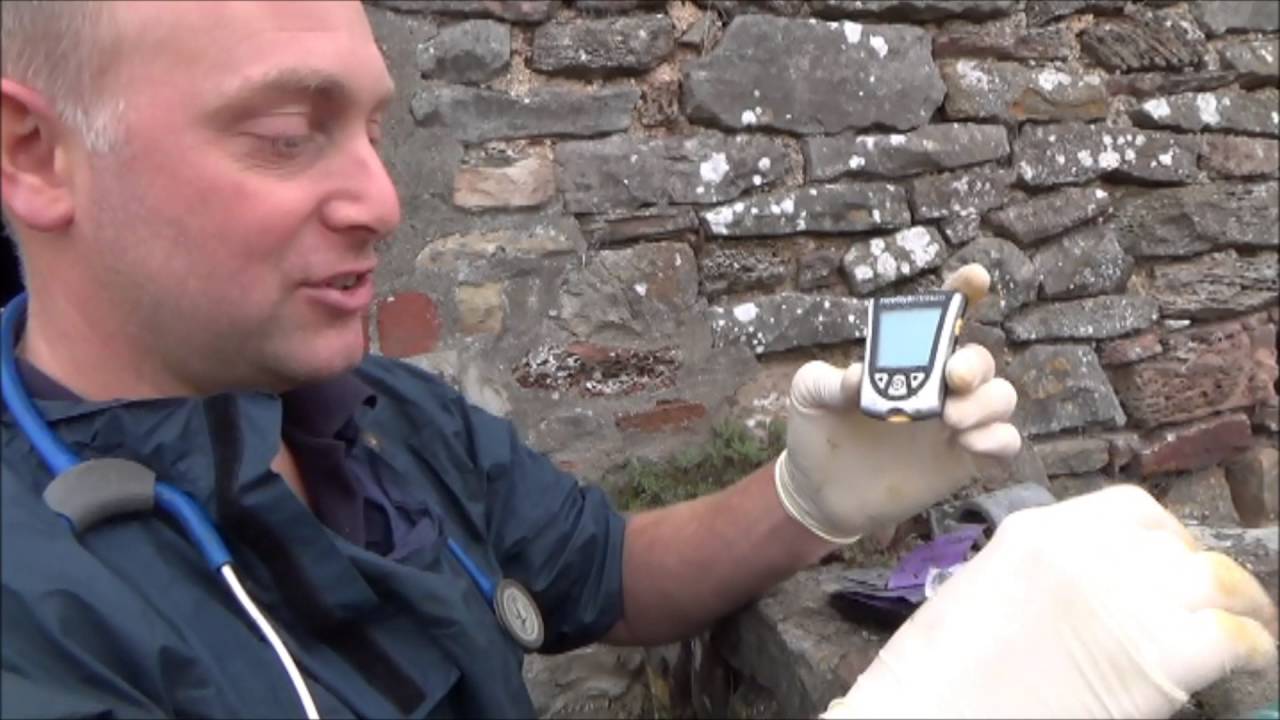Treating nervous Ketosis in a dairy cow. Acetonaemia