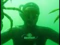 migration des araign�es de mer au printemps sur les c�tes bretonnes