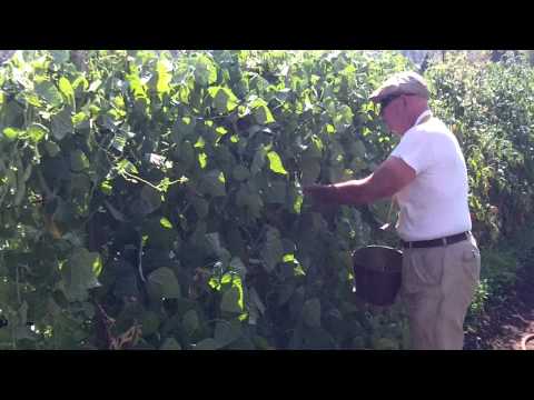 how to harvest kentucky wonder beans