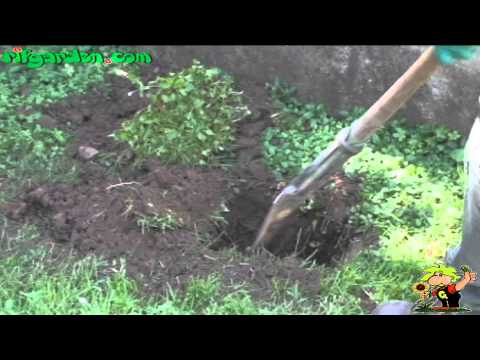 how to fertilize pyracantha