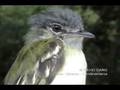 Yellow-olive Flycatcher, (Tolmomyias sulphurescens)