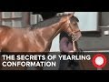The Secrets Of: Yearling Conformation