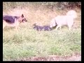 Wawer DogTeam - Dobe, German Shepherd  Samoyed in action