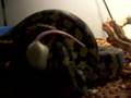Jungle-Carpet-Python
