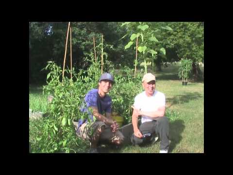how to ripen tomatoes on the vine