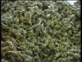 Herbal Bath in 22 pounds of Marijuana