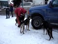 Iditarod 2008 Pre Race Staging Area 2