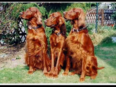 IRISH SETTER PUPPIES