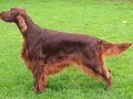 IRISH SETTER PUPPIES by Eduardo Dur�n Haedo
