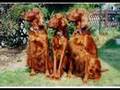 IRISH SETTER PUPPIES 