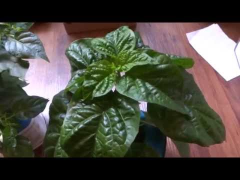 how to transplant aquatic plants