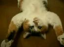 a cat fakes it\ a cat fakes it\